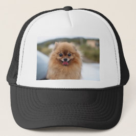 Portrait Pomeranian Dog Trucker Pet
