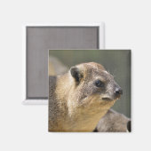 Portrait Rock hyrax Magneet (Voorkant / Achterkant)