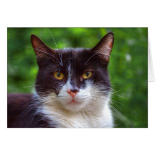 Portrait Tuxedo