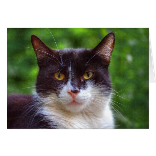 Portrait Tuxedo (Devant horizontal)