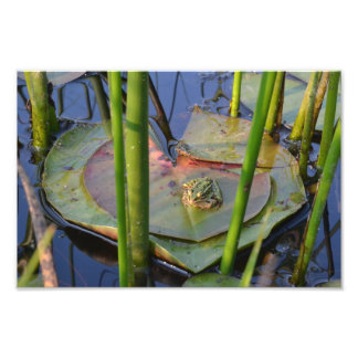 PORTRAIT VAN EEN FROG FOTO AFDRUK