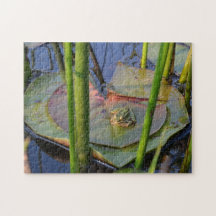 PORTRAIT VAN EEN FROG