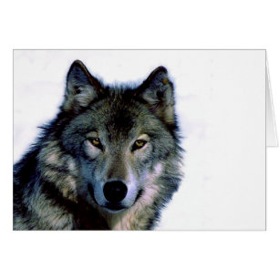 Portrait Wolf