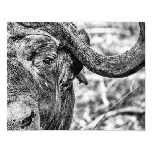 Portret Afrikaanse Cape Buffalo Foto Afdruk (Voorkant)