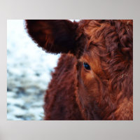 Portret bruine koe