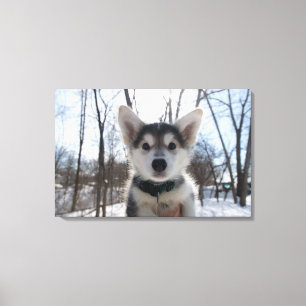 Portret buitenshuis van een husky dog puppy canvas afdruk