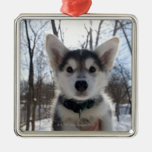Portret buitenshuis van een husky dog puppy metalen ornament