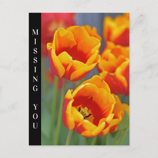 Portret Elegant Yellow and Red Tulip FLower Briefkaart (Voorkant)