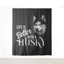Portret Head Siberian Husky met blauwe ogen