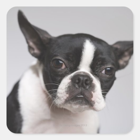 Portret hond vierkante sticker (Voorkant)