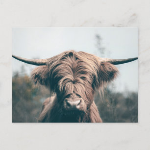 Portret koe Highland Briefkaart