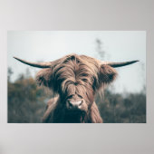 Portret koe Highland Poster (Voorkant)