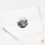 Portret koe Highland Ronde Sticker (Envelop)