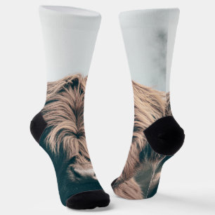 Portret koe Highland Sokken