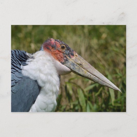 Portret marabou stork briefkaart (Voorkant)