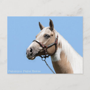 Portret Palomino Paint Horse Briefkaart