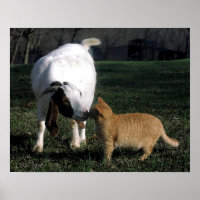 Portret Poster voor boergeiten en kat