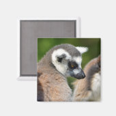 Portret ringstaartmaki's magneet (Voorkant / Achterkant)