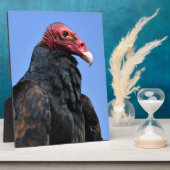 Portret Turkse gier Fotoplaat (Zijkant)