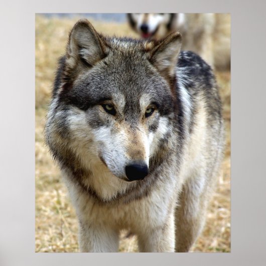 Portret van A Wolf Poster (Voorkant)