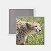 Portret van Afrikaanse Cheetah Magneet (Voorkant / Achterkant)