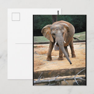 Portret van Afrikaanse Olifant Briefkaart