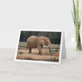 Portret van Afrikaanse olifant Kaart (Voorkant)