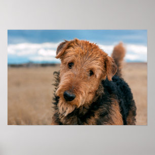 Portret van Airedale Terrier 2 Poster