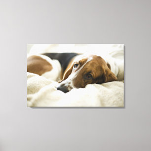 Portret van Bassett in Washington Canvas Afdruk