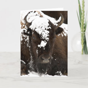 Portret van Bison in sneeuw Feestdagen Kaart