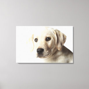 Portret van blond Labrador Retriever Puppy Canvas Afdruk