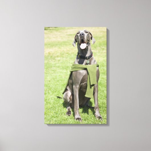 Portret van Blue Great Dane Canvas Afdruk (Voorkant)