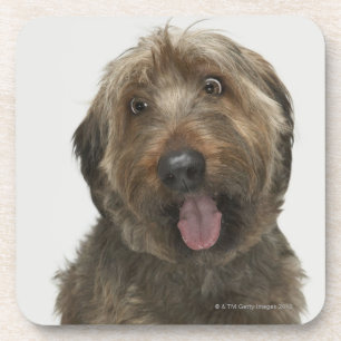 Portret van Briard-hond Bier Onderzetter
