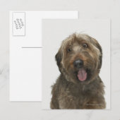 Portret van Briard-hond Briefkaart (Voorkant / Achterkant)