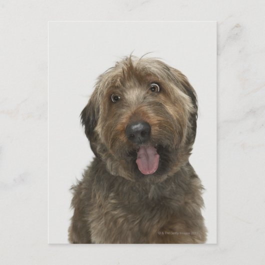 Portret van Briard-hond Briefkaart (Voorkant)
