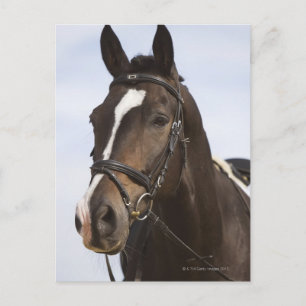 portret van bruin paard briefkaart