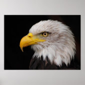 Portret van de adelaar poster (Voorkant)