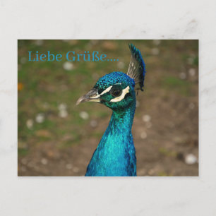 Portret van de blauwe pauw briefkaart