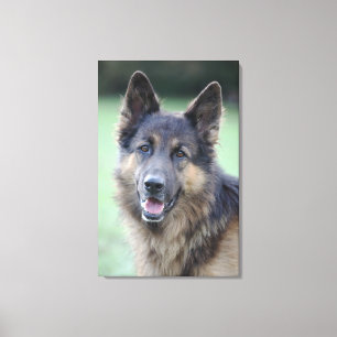 Portret van de Duitse Sheppard Canvas Afdruk