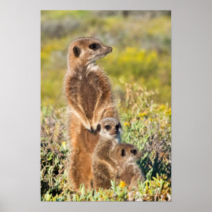 Portret van de familie Meerkat Poster