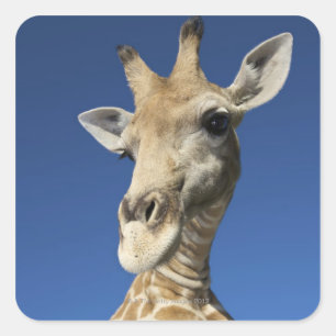 Portret van de Giraffe (Giraffa Camelopardalis) 2 Vierkante Sticker