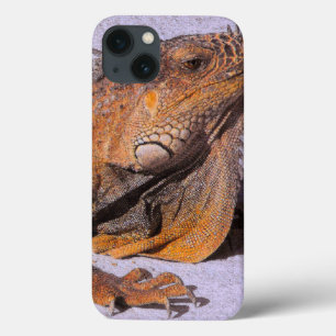 Portret van de Iguana iPhone 13 Hoesje