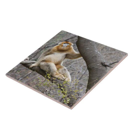 Portret van de mannetjesaap Golden in boom Tegeltje (Zijkant)