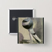 Portret van de Pouter Pigeon Vierkante Button 5,1 Cm (Voorkant /achterkant)