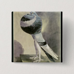 Portret van de Pouter Pigeon Vierkante Button 5,1 Cm