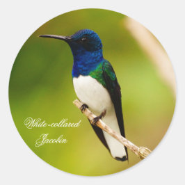 Portret van de Stickers van de Overzichtsronde