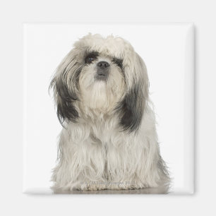 Portret van de Tibetaanse verschrikkelijke puppy Magneet
