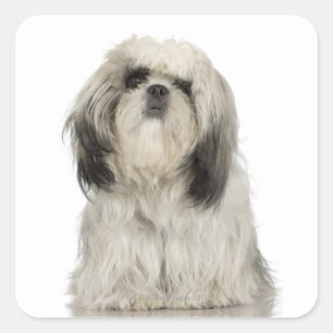 Portret van de Tibetaanse verschrikkelijke puppy Vierkante Sticker