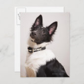 Portret van de zwarte en witte shetlandehond briefkaart (Voorkant / Achterkant)