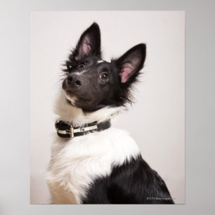 Portret van de zwarte en witte shetlandehond poster